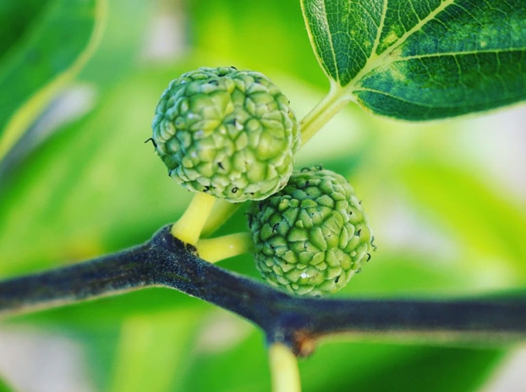 Trong Y học cổ truyền, mỏ quạ là một loại dược liệu được sử dụng khá phổ biến với nhiều công dụng nổi bật