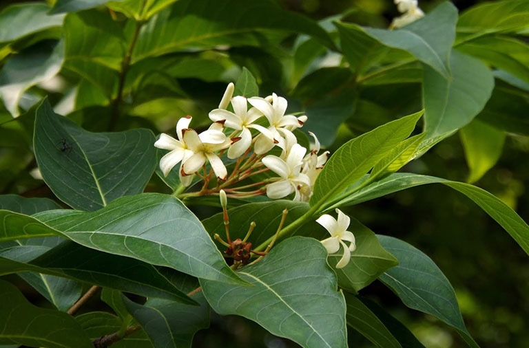 Cây Mộc Hoa Trắng thường được dùng chữa bệnh liên quan đường tiêu hóa như kiết lỵ, tiêu chảy, amip, ngăn ngừa và điều trị viêm đại tràng