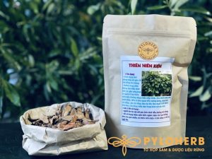 Dược liệu xương khớp Thiên niên kiện