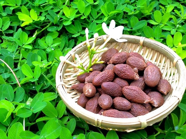 Hạt bàng đại hải có công dụng giải độc, mát cổ họng và thanh nhiệt