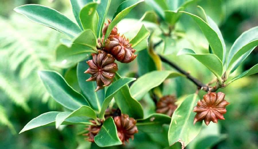 Quả cây hoa hồi được gọi đại hồi là bộ phận được dùng làm thuốc rất hiệu quả.