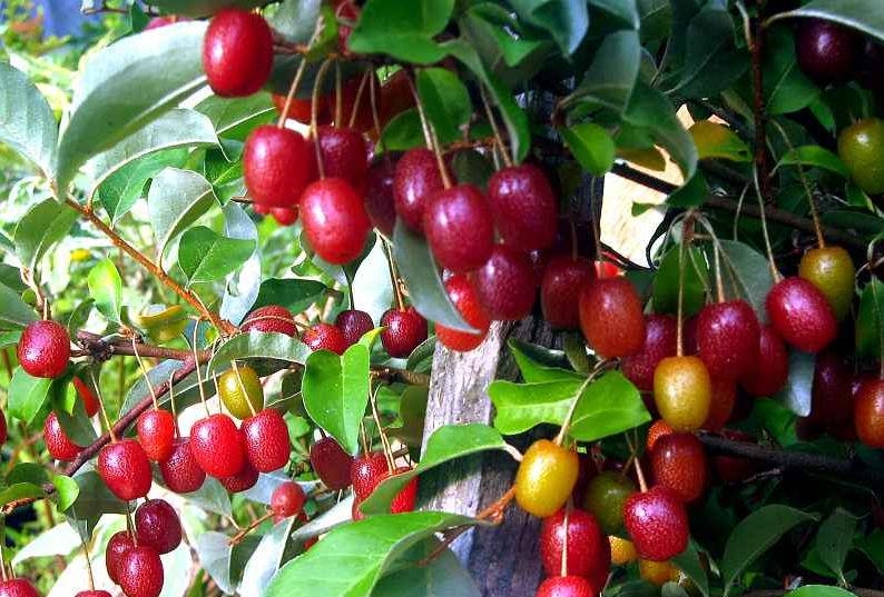 Quả nhót có tác dụng hỗ trợ điều trị nhiều bệnh thông thường