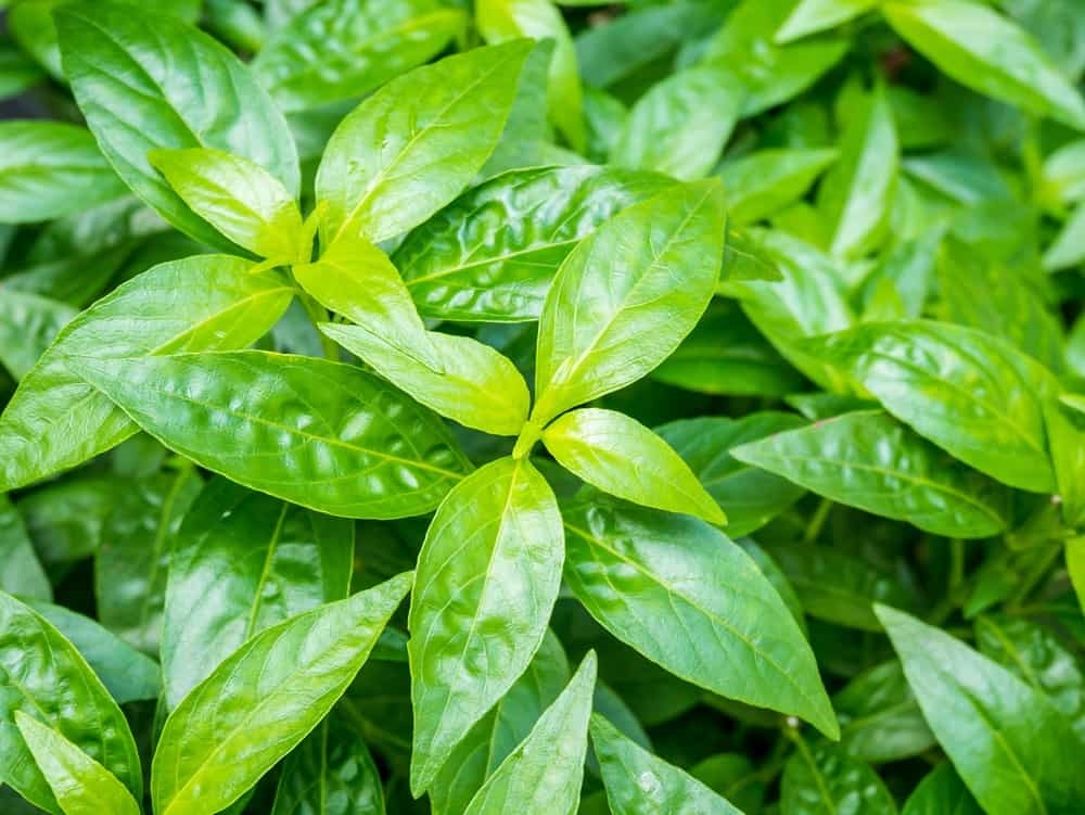 Xuyên tâm liên được sử dụng nhiều trong các bài thuốc y học cổ truyền và mang lại hiệu quả tích cực.