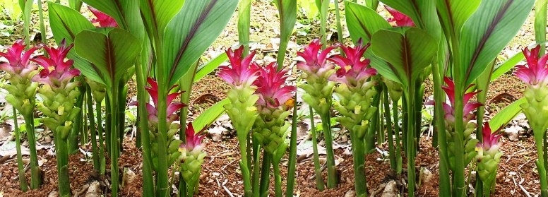 Nghệ là một loại dược liệu, một vị thuốc tốt cho sức khỏe của con người. Ảnh minh họa