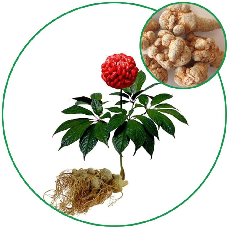 Tam thất bắc là vị thuốc nam quý hiếm có tác dụng bồi bổ sức khỏe cơ thể. Ảnh minh họa
