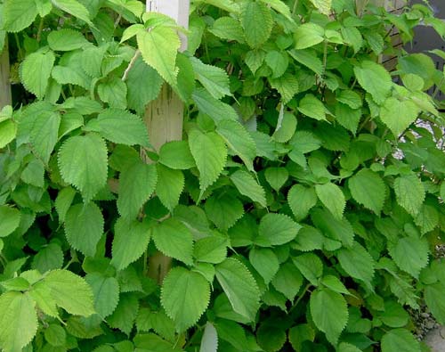 Công dụng tuyệt vời của cây lá gai đối với sức khỏe