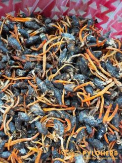 Đông Trùng Hạ Thảo Rừng tự nhiên