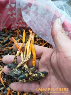 Đông Trùng Hạ Thảo tự nhiên là thần dược quý giá cho sức khỏe