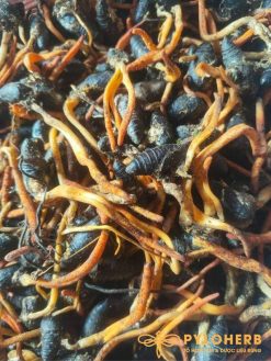 Đông Trùng Hạ Thảo PyLo được khai thác từ rừng tự nhiên