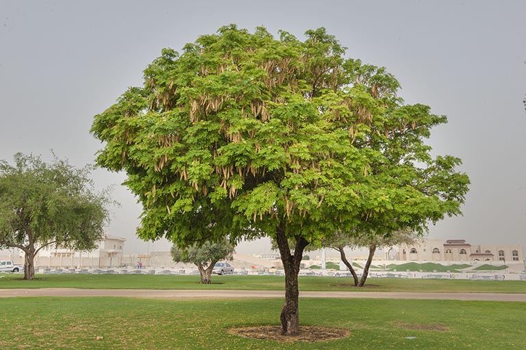 Cây bồ đề là cây gỗ cao khoảng 5-10m, mọc nhiều ở Trung Quốc và nước ta