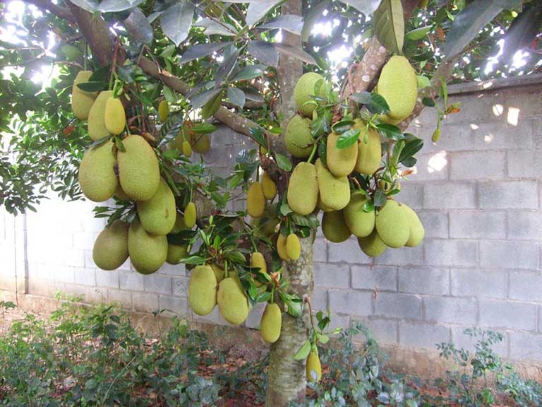 Hình ảnh cây mít - Thường được trồng trong vườn để lấy quả và lấy bóng mát
