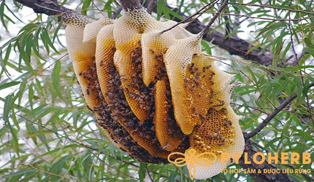 Mật ong rừng tự nhiên quý hiếm