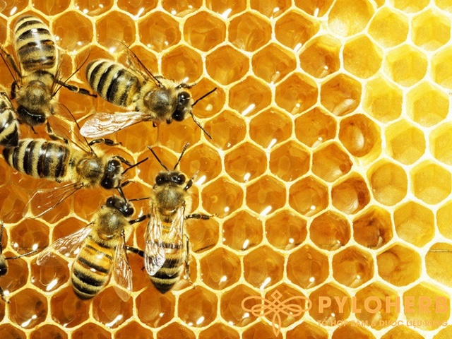Mật ong rừng chứa nhiều dưỡng chất quý hiếm cho sức khỏe