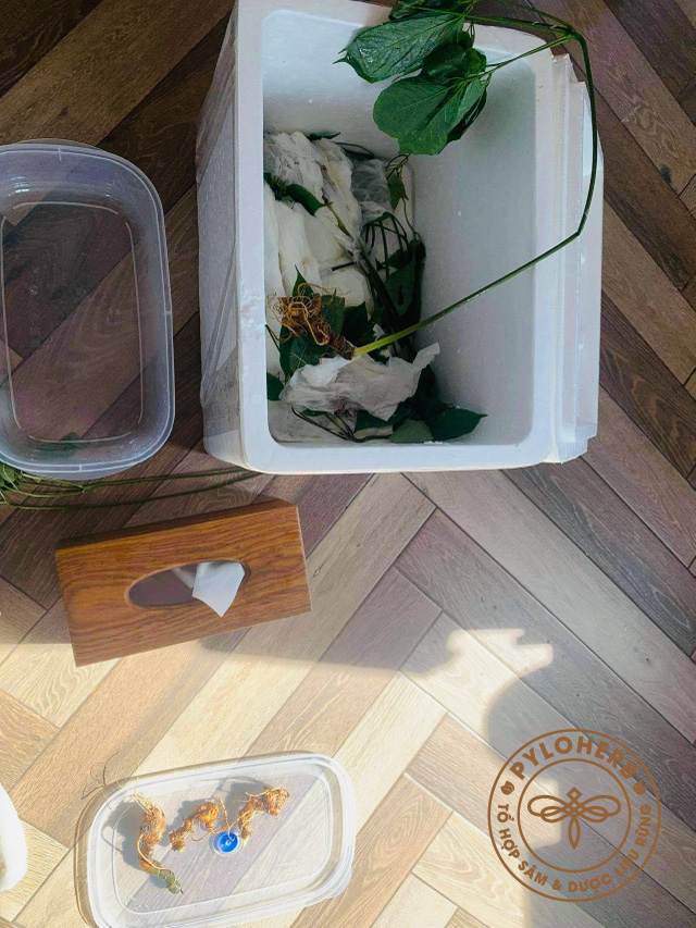 Thu hoạch sâm ngọc linh