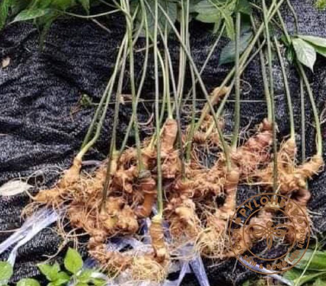 Thu hoạch sâm ngọc linh