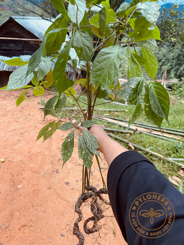 Thu hoạch sâm ngọc linh