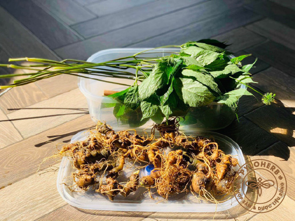 Cây Sâm ngọc linh rừng bồi bổ sức khỏe