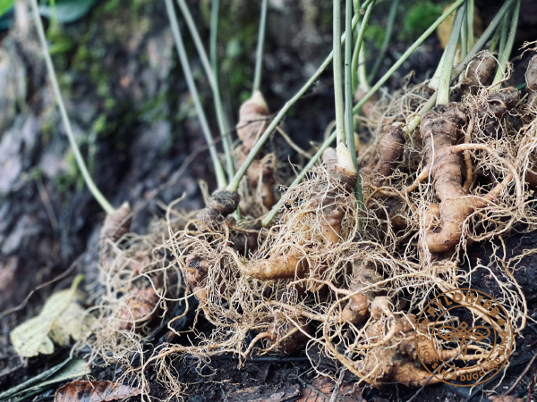 Sâm ngọc linh rừng bồi bổ sức khỏe