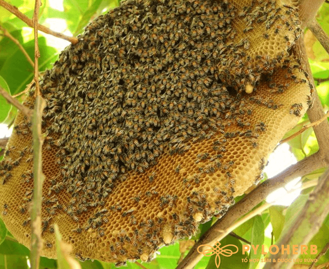 Mật được lấy từ tổ ong mới xây thường trong và loãng hơn so với mật lấy từ tổ đã xây được 4-5 tháng