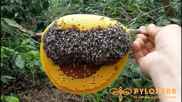 Mật ong rừng nguyên chất khi ăn thường có cảm giác khé cổ