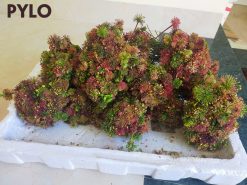 Hoa Sâm Ngọc Linh Lai Châu - loài hoa sở hữu nhiều dược tính tuyệt vời