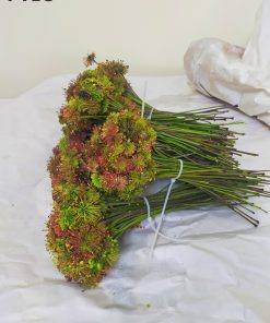 Hoa Sâm Ngọc Linh Lai Châu thường mọc thành cụm với màu sắc rực rỡ