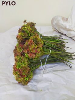 Hoa Sâm Ngọc Linh Lai Châu thường mọc thành cụm với màu sắc rực rỡ