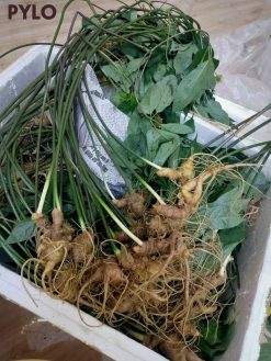 Củ sâm có nhiều mắt mọc so le với nhau