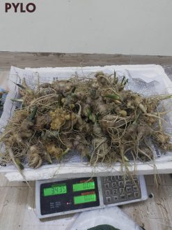 Củ sâm chứa nhiều axit amin tăng sức đề kháng, chống bệnh tật