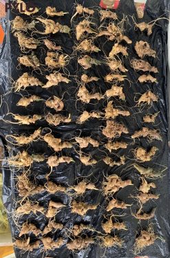 Củ Sâm Ngọc Linh Lai Châu dùng ngâm rượu quý cho sức khỏe