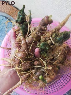 Cách sử dụng Củ Sâm Ngọc Linh Lai Châu khá đa dạng