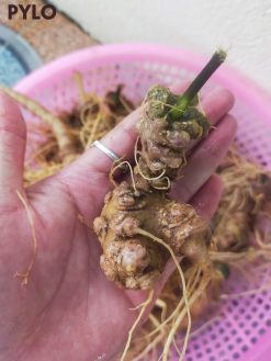 Củ Sâm Ngọc Linh Lai Châu