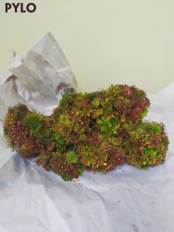 Loài hoa này thường dùng để pha trà hoặc ngâm rượu