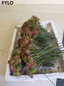 Các hoạt chất trong loài hoa này giúp thanh nhiệt, giải độc và cải thiện sức khỏe