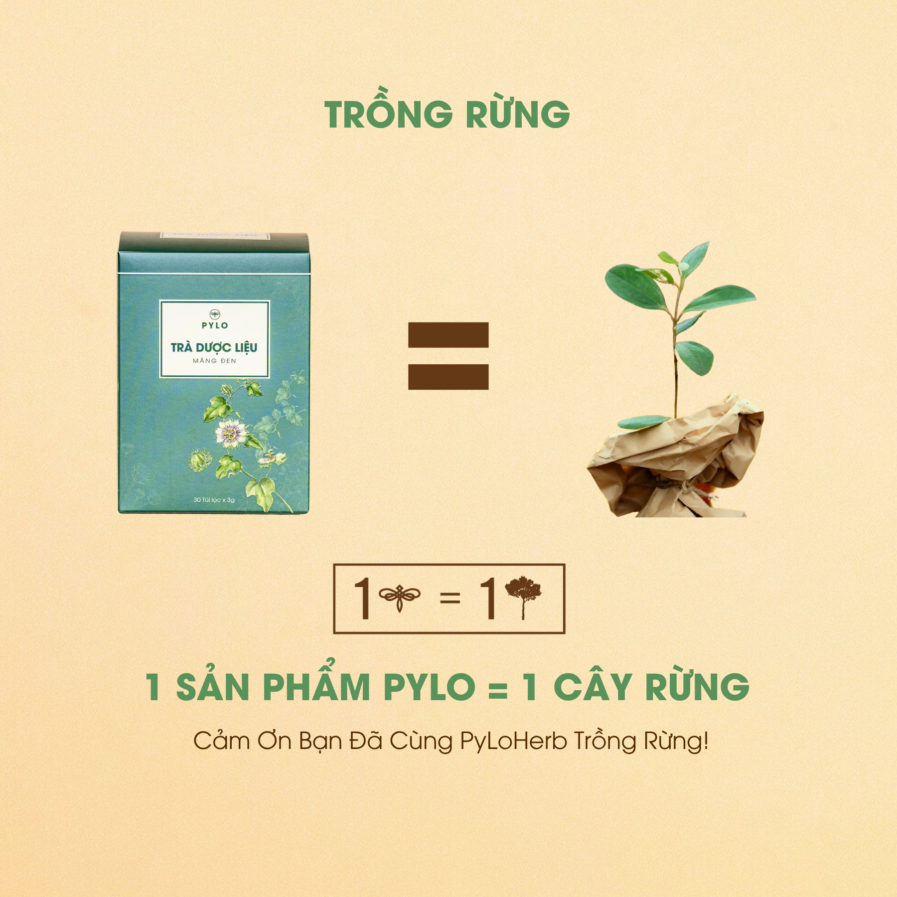 Trà Dược Liệu PyLo - Ảnh 4