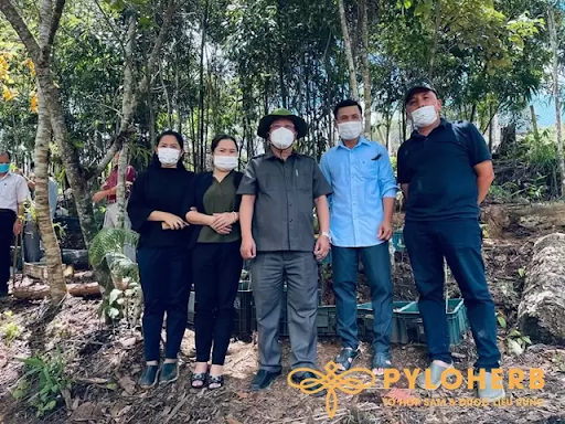 Người dân địa phương hợp tác cùng doanh nghiệp triển khai trồng dược liệu dưới tán rừng