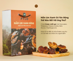 Nấm Lim Xanh có nhiều tác động đối với bệnh ung thư