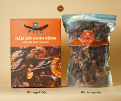 Nấm Lim Xanh Rừng PyLo