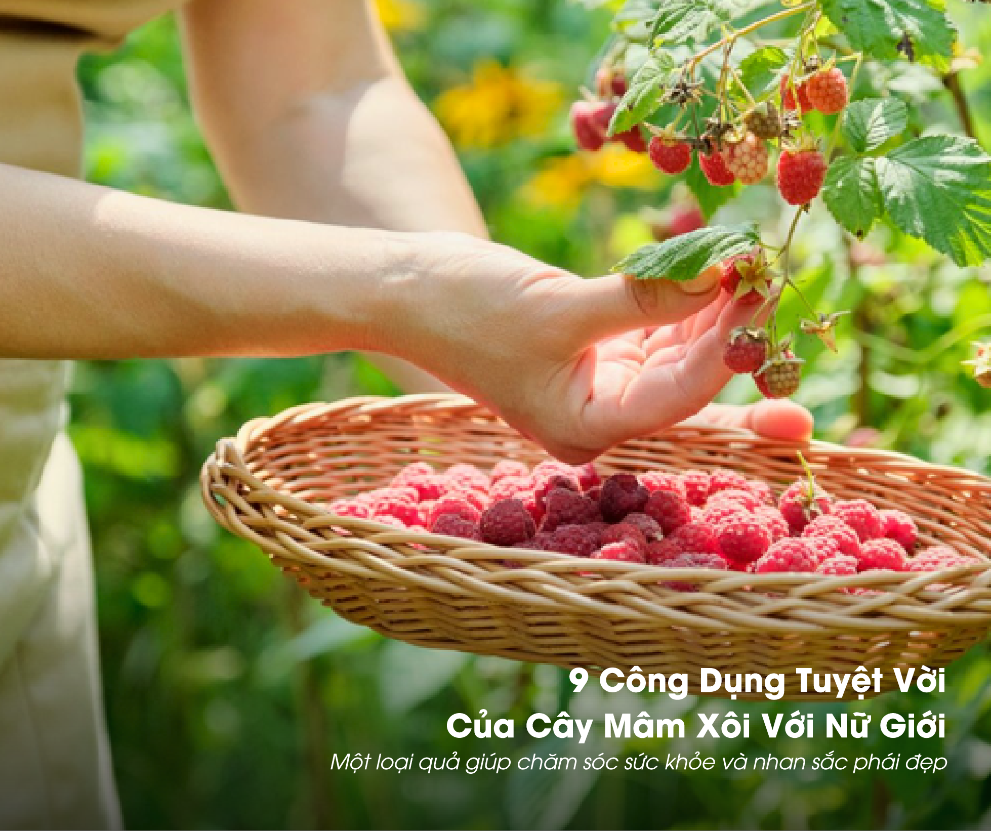Mâm xôi có nhiều công dụng khác nhau với cơ thể