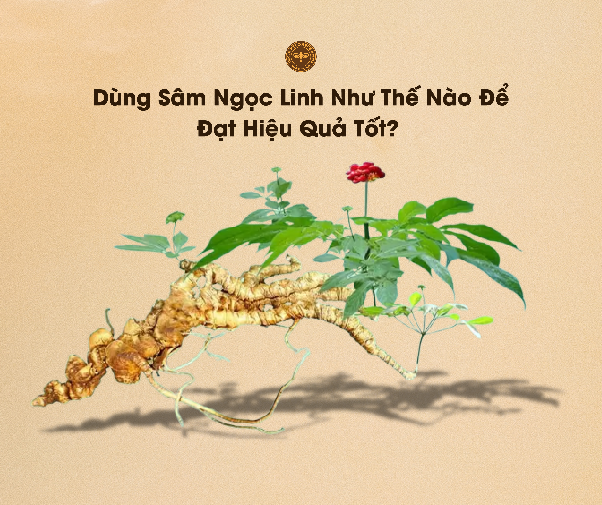 Có nhiều cách để dùng Sâm Ngọc Linh