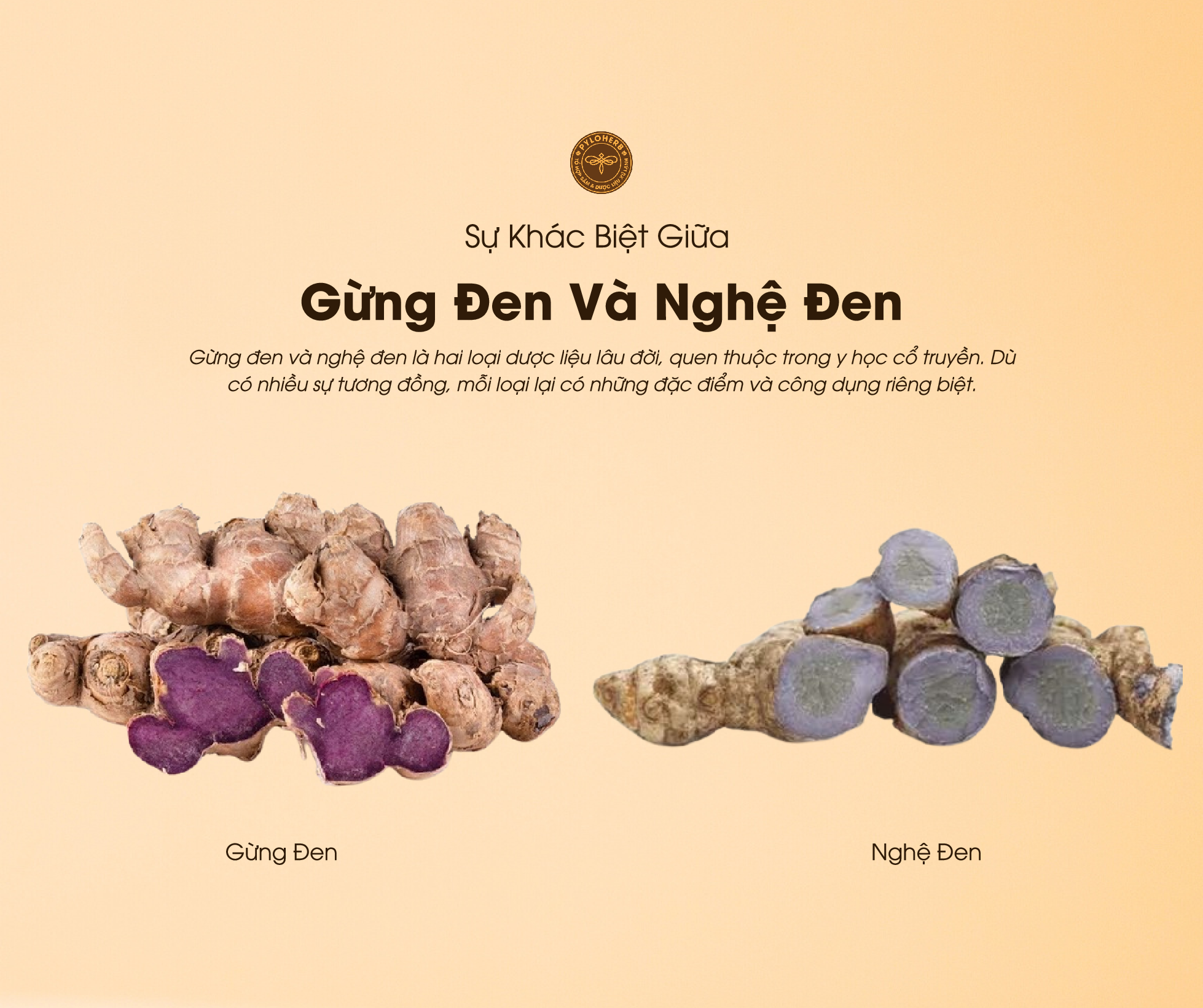 Gừng đen và nghệ đen có nhiều đặc điểm khác nhau