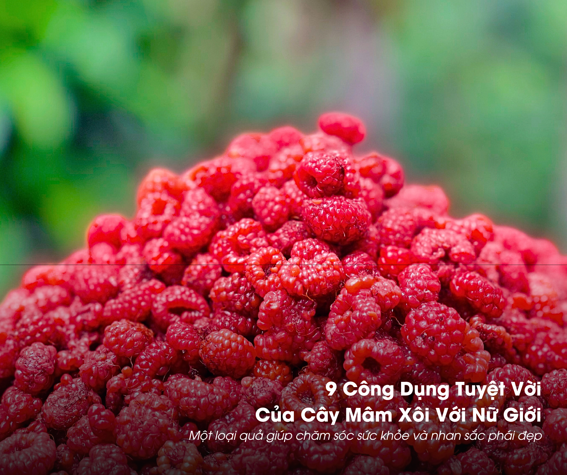 Mâm Xôi có nhiều tác dụng đối với phái nữ