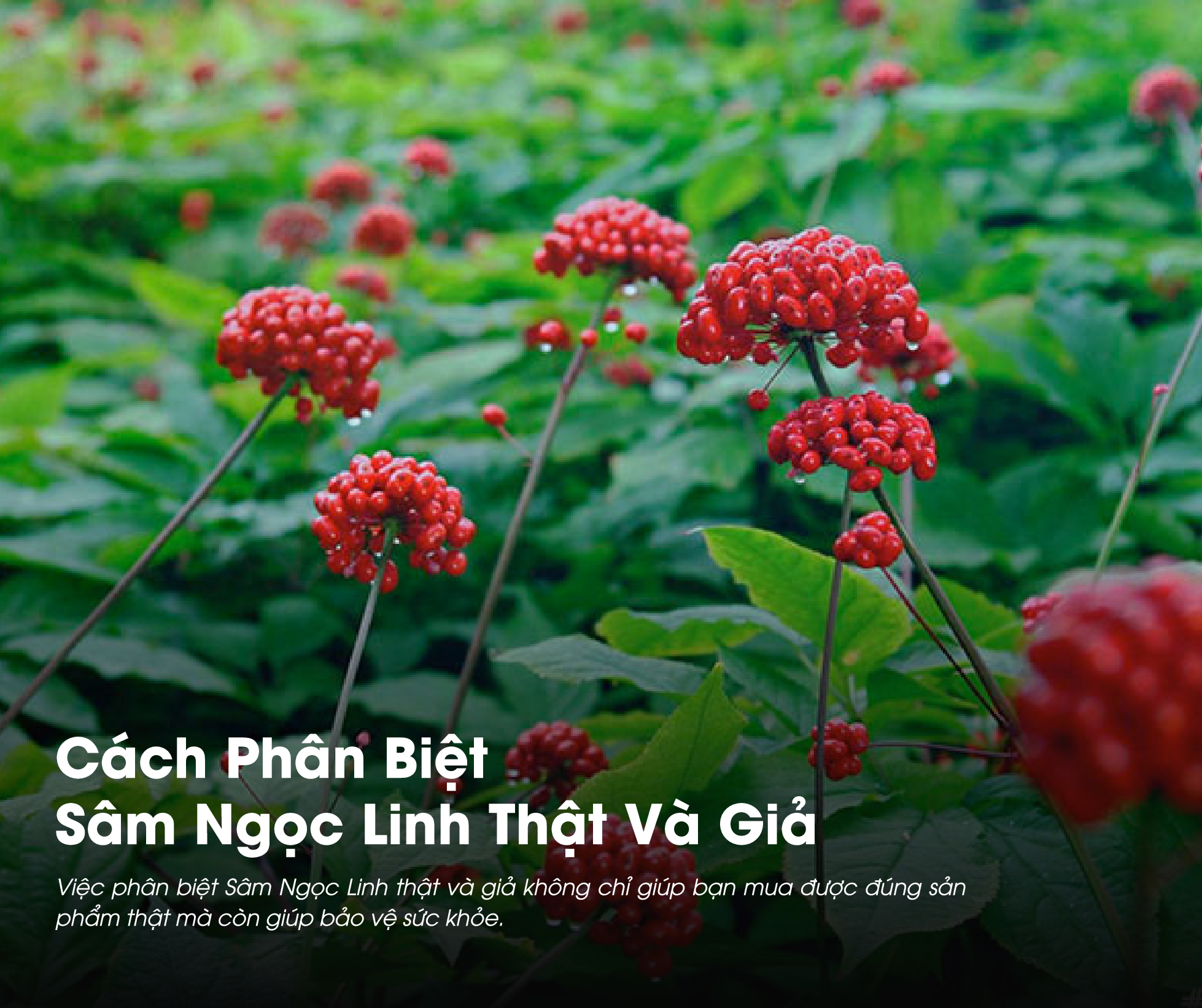 Có nhiều cách để phân biệt Sâm Ngọc Linh thật và giả