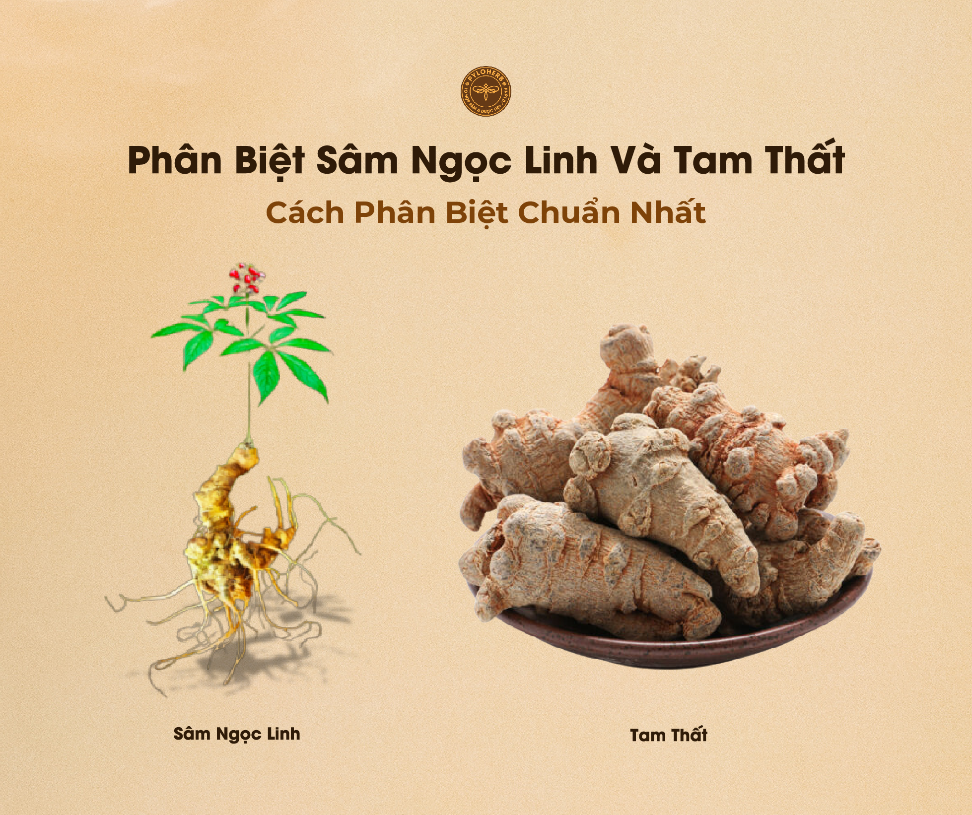 Phân biệt Sâm Ngọc Linh và Tam Thất không khó