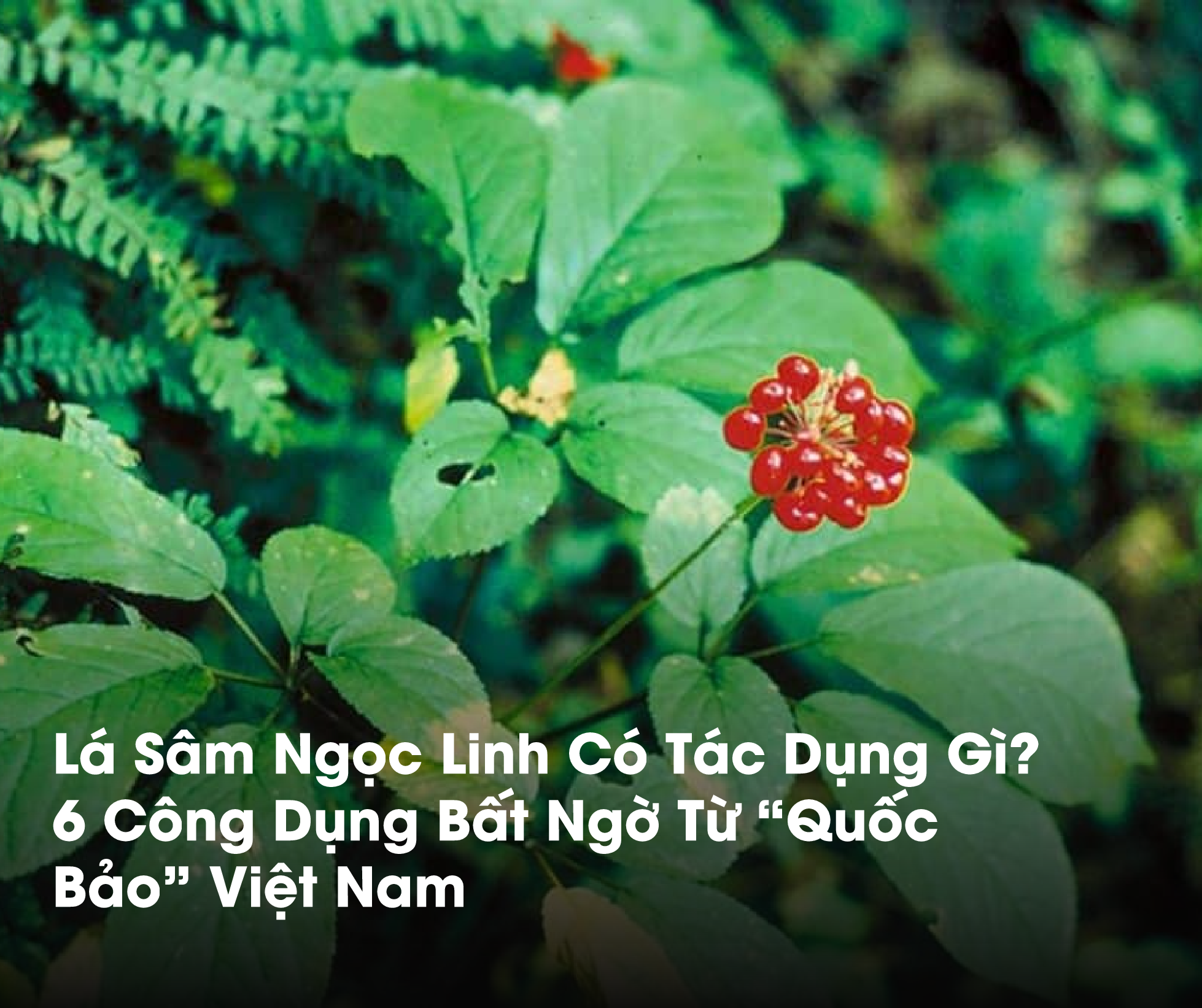 Lá Sâm Ngọc Linh có tác dụng gì là thắc mắc của nhiều người