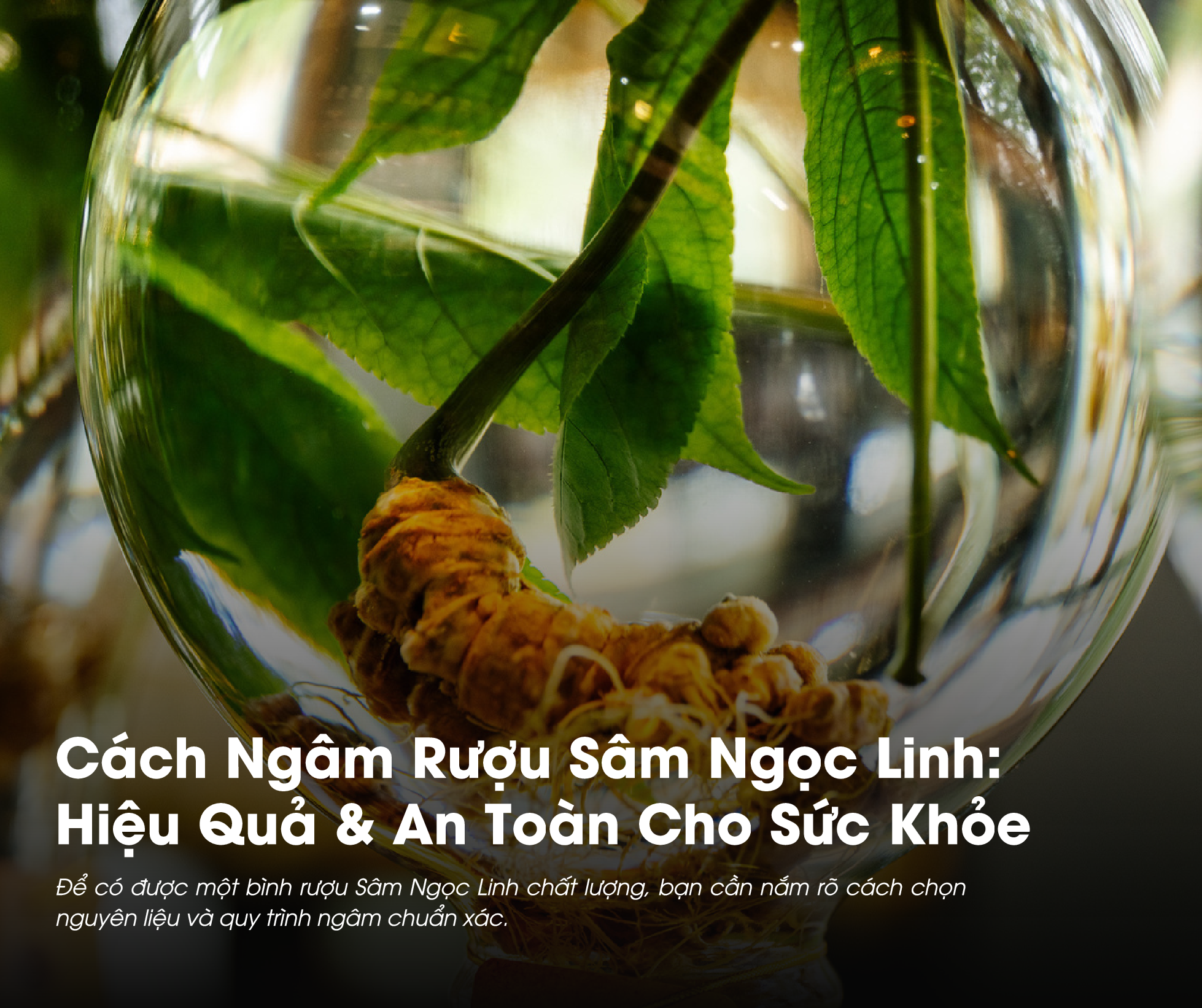 Nhiều người thắc mắc Ngâm rượu Sâm Ngọc Linh như thế nào