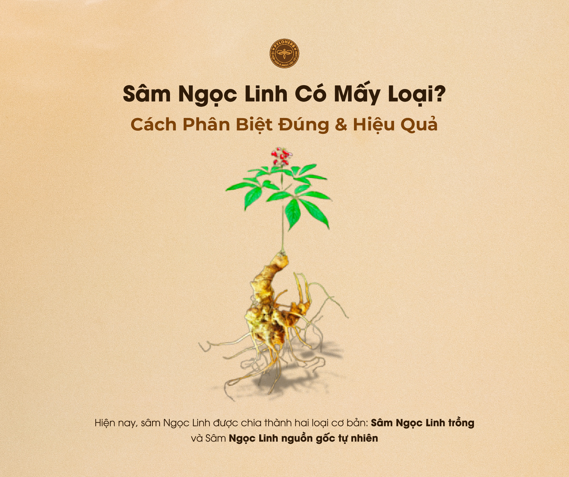 Sâm Ngọc Linh có mấy loại là thắc mắc thường gặp của nhiều người dùng