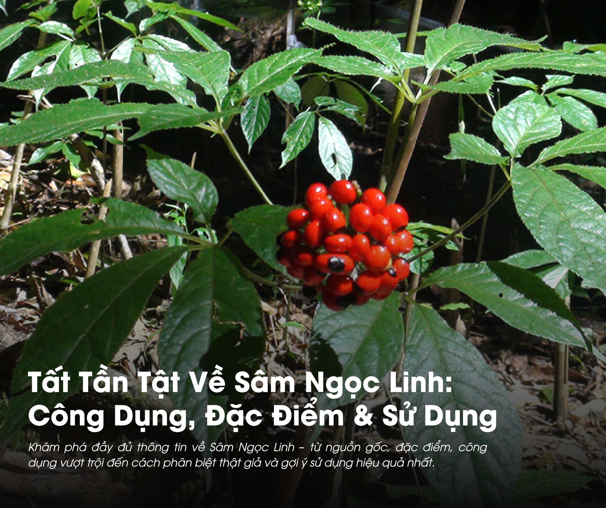 Sâm Ngọc Linh là một loài sâm quý của Việt Nam