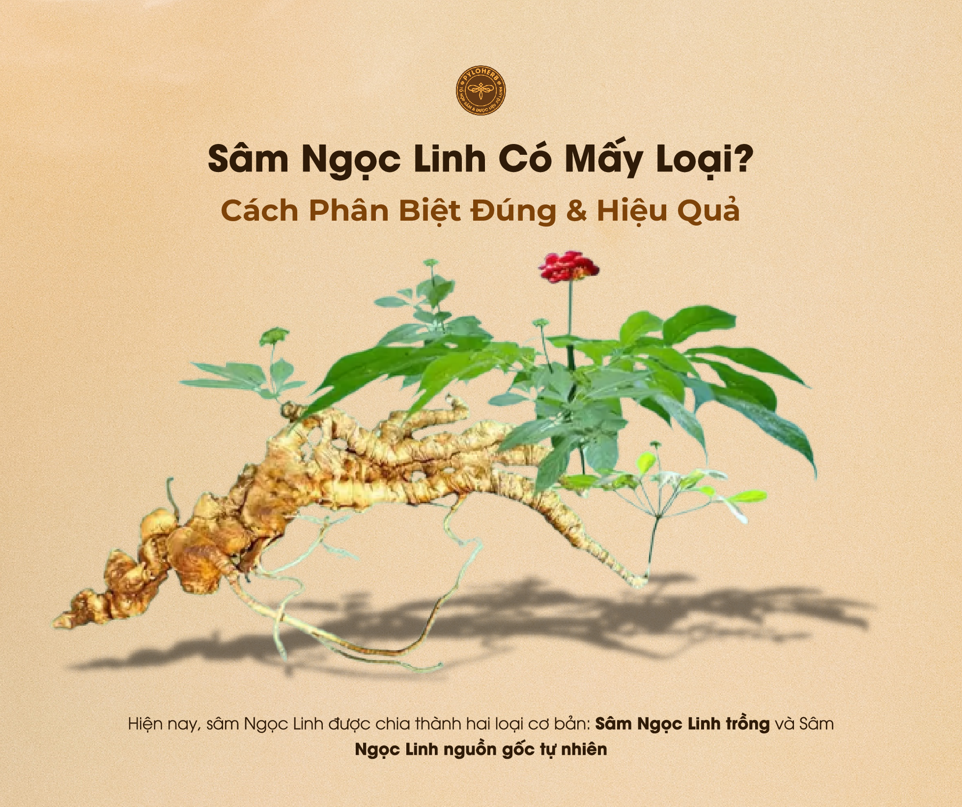Sâm Ngọc Linh có mấy loại là thắc mắc thường gặp của nhiều người dùng