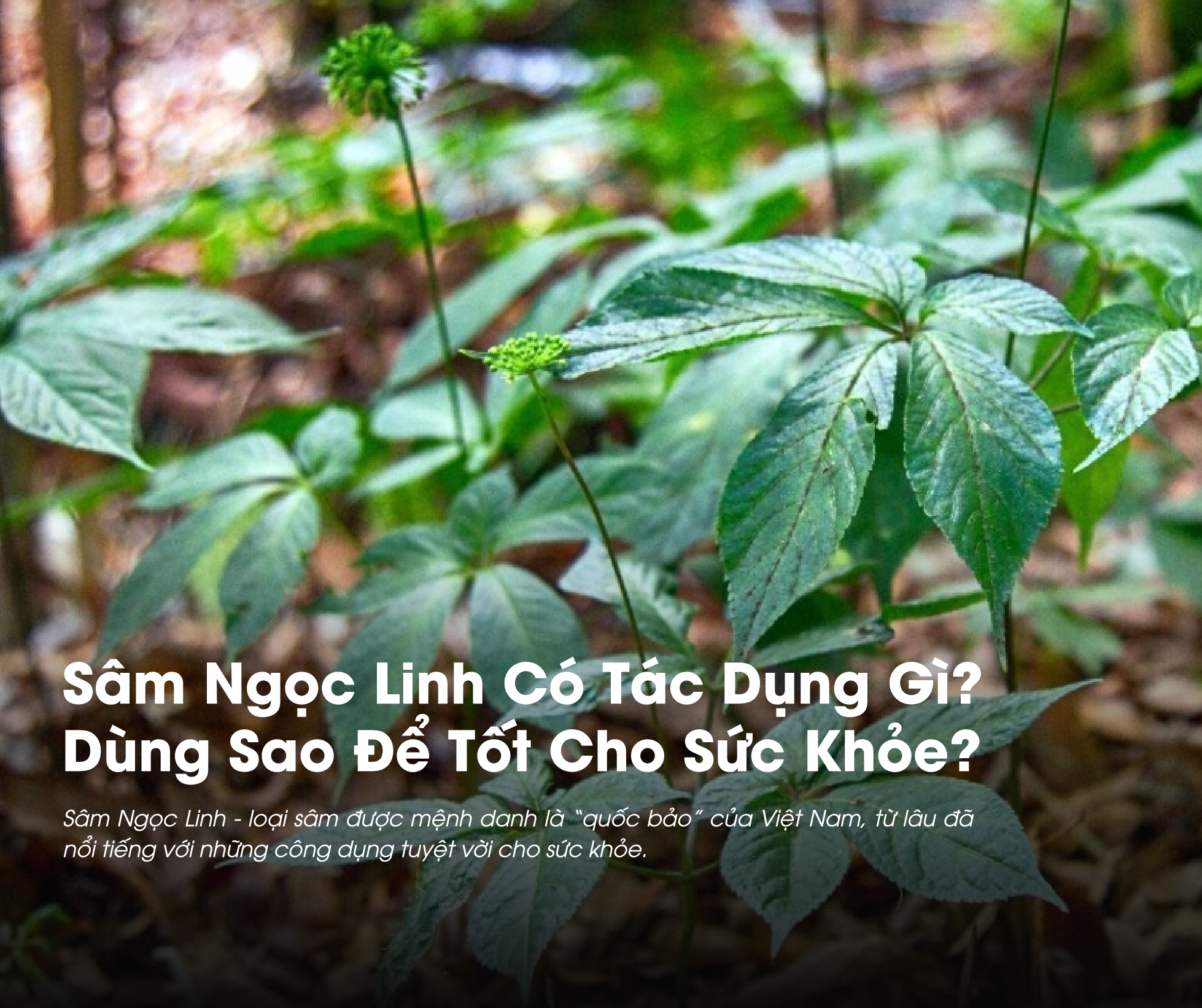 Nhiều người thắc mắc Sâm Ngọc Linh có tác dụng gì